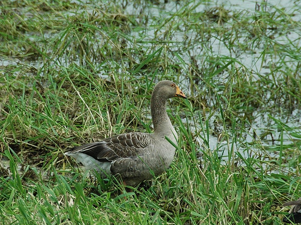 Goose, Greylag, 2011-05295404b MonteGoose, Greylaguma NWR, NY.JPG - Greylag Goose. Montezuma National Wildlife Refuge, NY, 5-29-2011